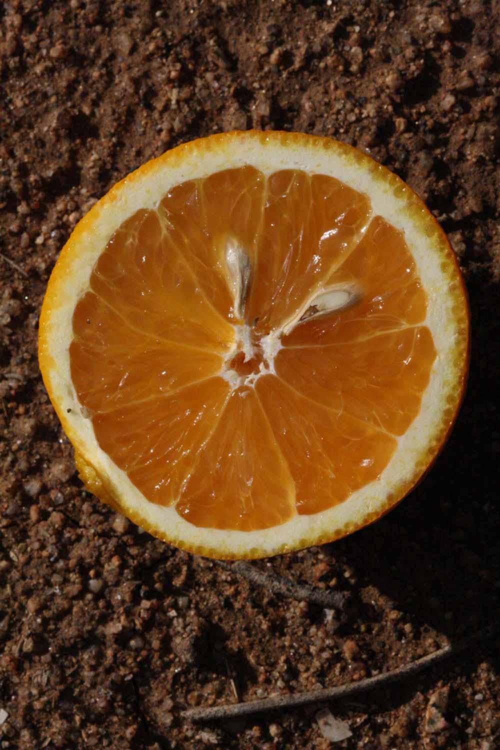            Fruit cross-section (Riverside, CA)   